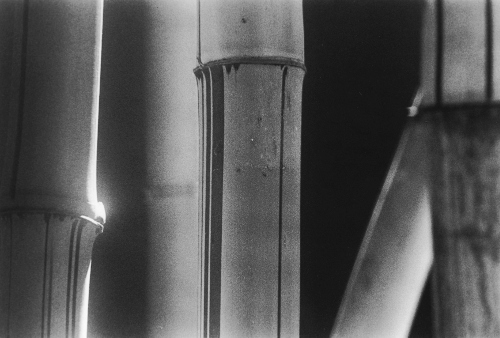Bamboo Grove,Pune,India,gelatin silver print