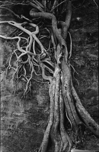 Ficus Fig Tree,Chauragarh,Madhya Pradesh,India,gelatin silver print