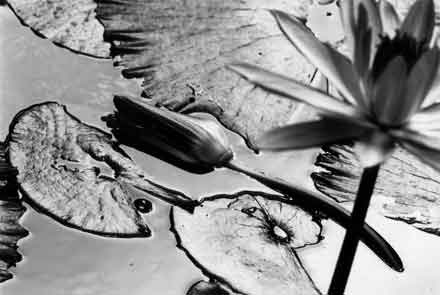 Lotus Pond,gelatin silver print