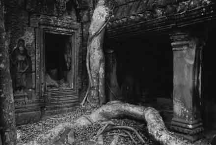 Ta Prohm,Angkor Wat,Cambodia,gelatin silver print