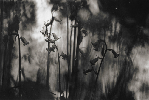 Bluebell Wood,Dartmoor,gelatin silver print