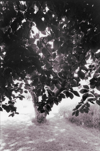 Copper Beech Leaves,Dartmoor,gelatin silver print