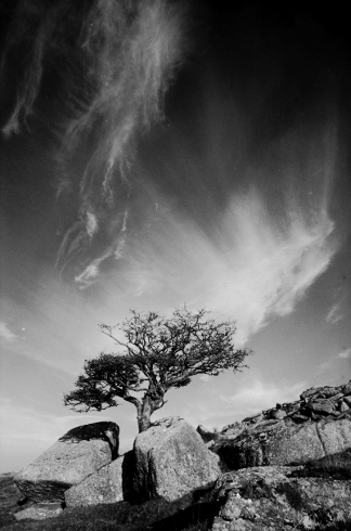 Down Tor,tree,Dartmoor,gelatin silver print