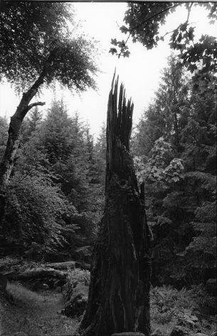 Narrator Plantation 2,gelatin silver print