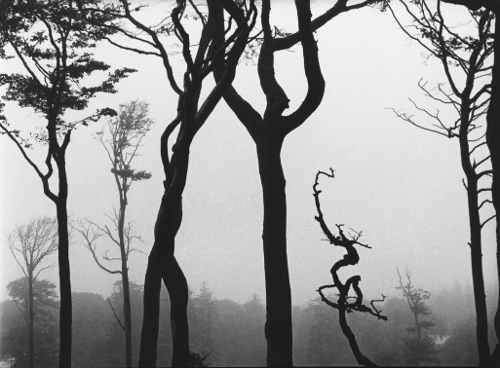 The Spirit of the Dance,Trees,Dartmoor,gelatin silver print