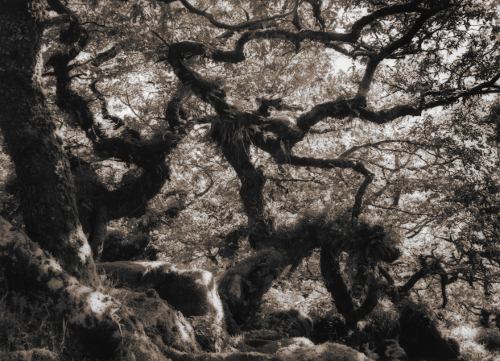Wistmans Wood,Dartmoor,gelatin silver print