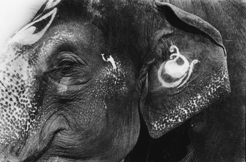 Laxmi,temple elephant,hampi,India,gelatin silver print