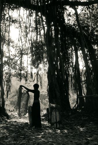 Banyan Tree,Orissa,India,gelatin silver print