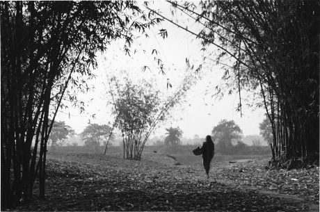 bamboo,bamboo forest,nowapara,west bengal ,India,gelatin silver print