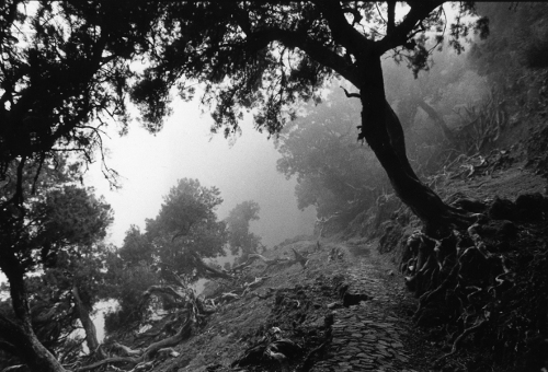 Heath Trees,Madeira,gelatin silver print
