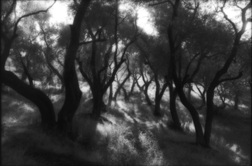 Olive Grove,Corfu,gelatin silver print